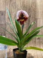In Spike Paph. Yellow Leopard 'Holy Moley' AM/AOS x Paph. Rock'n Red Mark 'Good Hope' (3.5' pot) - Image 4