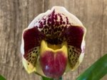 In Spike Double Buds Paphiopedilum California Girl 'Sweetie' x Paph. Perfect Spots '#6’ (3.5” pot)