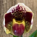 In Spike Double Buds Paphiopedilum California Girl 'Sweetie' x Paph. Perfect Spots '#6’ (3.5” pot)