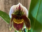 In Spike Paphiopedilum Isshiki Bright Spot 'Isshiki' x Paph. Royal Coachman (3.5” pot)