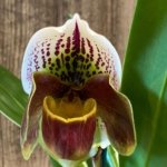 In Spike Paphiopedilum Isshiki Bright Spot 'Isshiki' x Paph. Royal Coachman (3.5” pot)