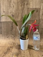 In Bloom Rby. Copper Queen (2.5” Pot) - Image 7