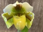In Spike Paphiopedilum Lippewunder 'Candy Bar' x Paph. Stone Lovely 'Green Angel' (3.5” pot) - Image 2
