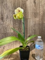 In Spike Paphiopedilum Lippewunder 'Candy Bar' x Paph. Stone Lovely 'Green Angel' (3.5” pot) - Image 6