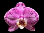 Double Spikes Phalaenopsis Lianher Happy Dancer (4.5" pot)