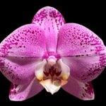 Double Spikes Phalaenopsis Lianher Happy Dancer (4.5" pot)