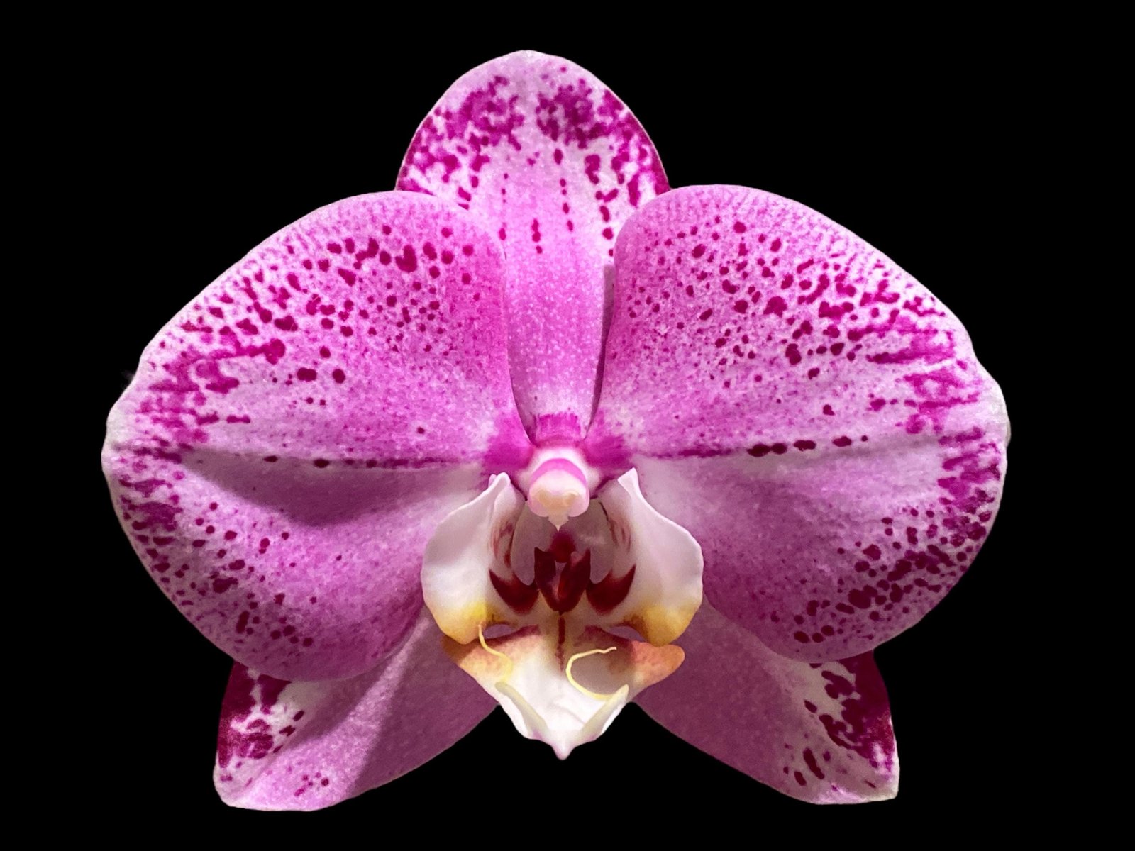 il_fullxfull.7672240815_khpv.jpg Double Spikes Phalaenopsis Lianher Happy Dancer (4.5" pot) - Image 1