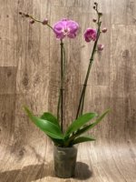 Double Spikes Phalaenopsis Lianher Happy Dancer (4.5" pot) - Image 5