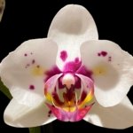 Double Spikes Phal. Happy Mark x Phal. Amabilis Peloric (3.5" pot)