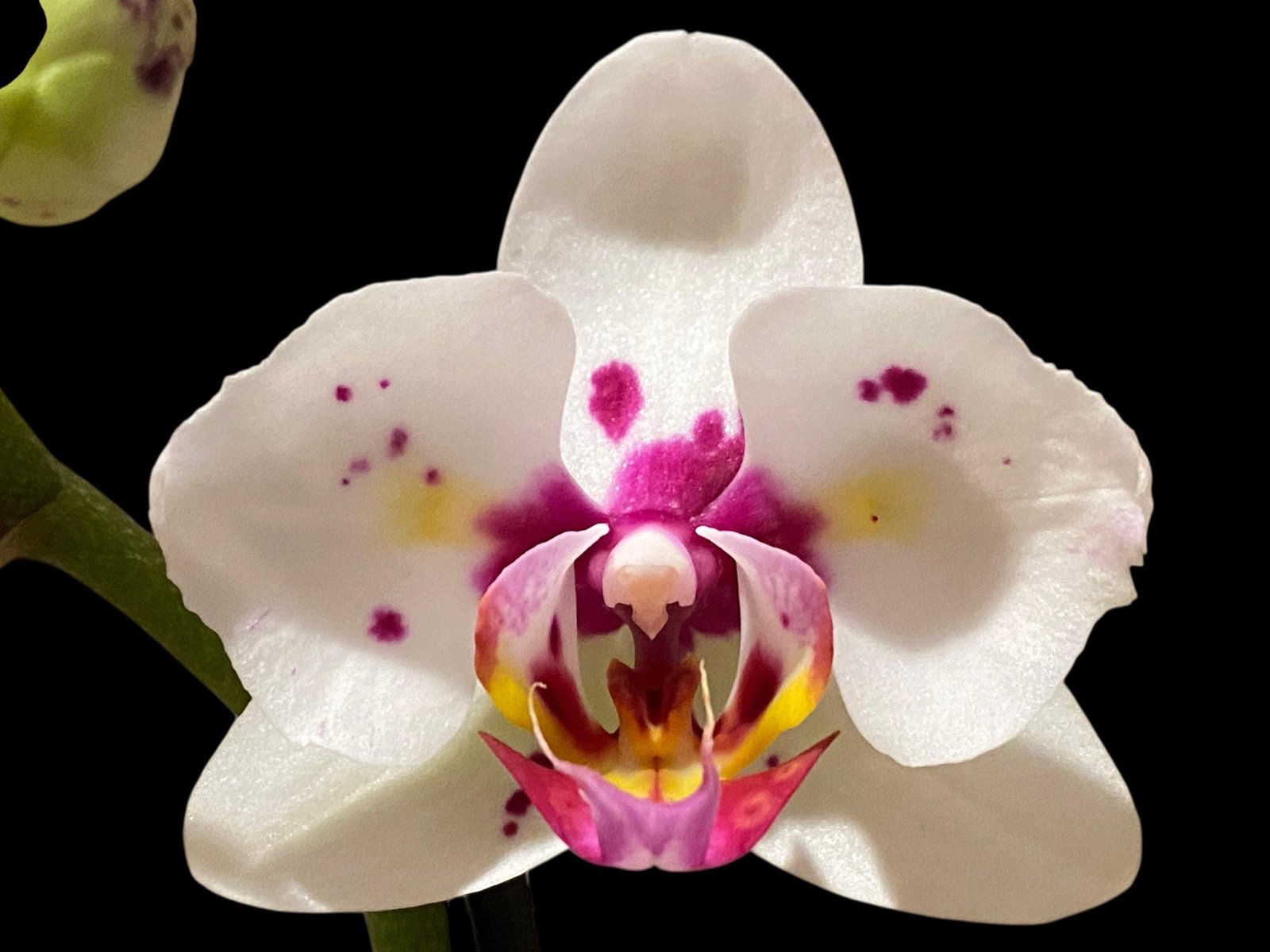 il_fullxfull.7672349533_8w2q.jpg Double Spikes Phal. Happy Mark x Phal. Amabilis Peloric (3.5" pot) - Image 1