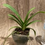 Rhynchostylis gigantea × (Van. Thailand × V. Blue Boy) (3.5” square pot)