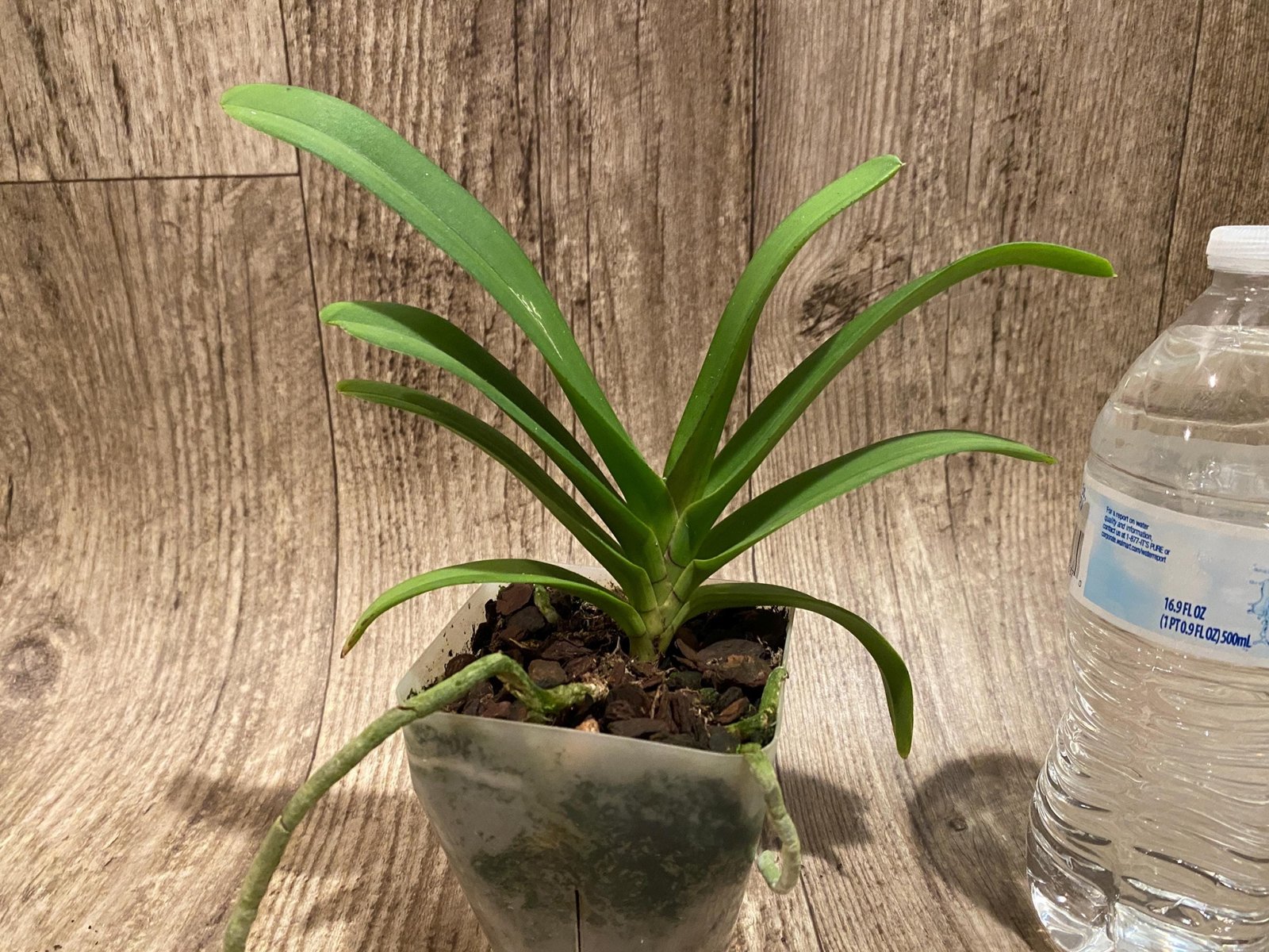 il_fullxfull.7676250503_rj0m.jpg Rhynchostylis gigantea × (Van. Thailand × V. Blue Boy) (3.5” square pot) - Image 1