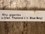 Rhynchostylis gigantea × (Van. Thailand × V. Blue Boy) (3.5” square pot) - Image 4