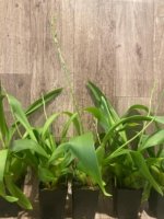 Double Spikes Beallara Big Shot 'Pink Panther' (3.5” Pot) - Image 5