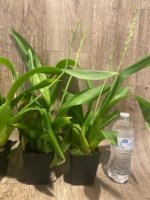 Double Spikes Beallara Big Shot 'Pink Panther' (3.5” Pot) - Image 6