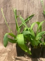 Double Spikes Beallara Big Shot 'Pink Panther' (3.5” Pot) - Image 4