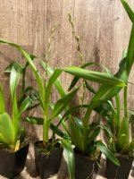 In Spike Miltonidium Pacific Waters 'Paul's Pride' (3.5” Pot) - Image 5