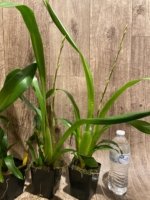 In Spike Miltonidium Pacific Waters 'Paul's Pride' (3.5” Pot) - Image 6