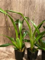 In Spike Miltonidium Pacific Waters 'Paul's Pride' (3.5” Pot) - Image 4