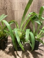 In Spike Miltoniopsis Herralexandre (3.5” Pot) - Image 7