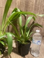 In Spike Miltoniopsis Herralexandre (3.5” Pot) - Image 8