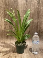 Quadruple Spikes Miltoniopsis Edie Brown (3.5" Pot) - Image 4