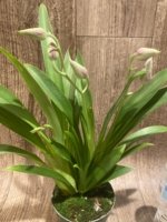 Triple Spikes Miltoniopsis Edie Brown (3.5" Pot) - Image 2