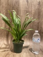 Triple Spikes Miltoniopsis Edie Brown (3.5" Pot) - Image 4