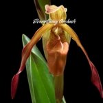 In Spike Phragmipedium Demetria (sargentianum × caudatum warszewiczianum) (3.5” pot)