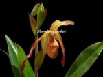 In Spike Phragmipedium Demetria (sargentianum × caudatum warszewiczianum) (3.5” pot) - Image 2