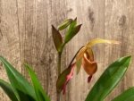 In Spike Phragmipedium Demetria (sargentianum × caudatum warszewiczianum) (3.5” pot) - Image 4