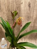 In Spike Phragmipedium Demetria (sargentianum × caudatum warszewiczianum) (3.5” pot) - Image 5