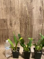 In Spike Odontocidium Tiger Crow 'Golden Girl' (3.5” pot) - Image 4