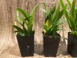 Fragrant Oncidium croesus Full Pot Blooming Size (2” Pot) - Image 6