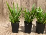 Fragrant Oncidium croesus Full Pot Blooming Size (2” Pot) - Image 4