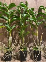 Dendrobium amethystoglossum x sib 4-5 Canes (2” pot) - Image 4