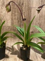 In Spike Paphiopedilum Charlene (2” Pot) - Image 6