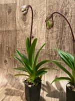 In Spike Paphiopedilum Charlene (2” Pot) - Image 5