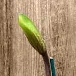 In Spike Paphiopedilum Wally's Weirdness x (Stardust Tree x Kalkar) (3.5” pot)