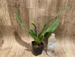 In Spike Paphiopedilum Wally's Weirdness x (Stardust Tree x Kalkar) (3.5” pot) - Image 4