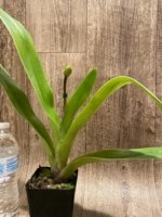 In Spike Paphiopedilum Gratrixianum x Winstear) x (Amanda x Invasion) (3.5” pot) - Image 2