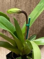 In Spike Paphiopedilum Millenium x (Sheldrake x Beverley Rhodes (3.5” pot) - Image 2