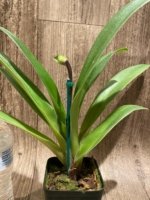 In Spike Paphiopedilum Magic Szabo x Giratrixianum (3.5” pot) - Image 3