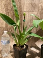 In Spike Paphiopedilum Big Island Love x Big Island Zoo (3.5” pot) - Image 5