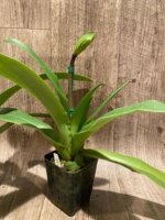 In Spike Paphiopedilum Big Island Love x Big Island Zoo (3.5” pot) - Image 6