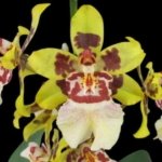 Colmanara Cheeta 'Gold' (3.5” pot)