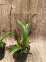 In Spike Colmanara Cheeta 'Gold' (3.5” pot) - Image 6