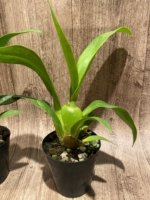 Colmanara Cheeta 'Gold' (3.5” pot) - Image 5