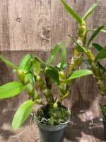 In Buds  - Dendrobium Den. Spring Bell x Red Emporor 'Prince* (3.5” pot) - Image 7