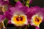 In Buds  - Dendrobium Love Charm ‘Famous’ (3.5” pot)